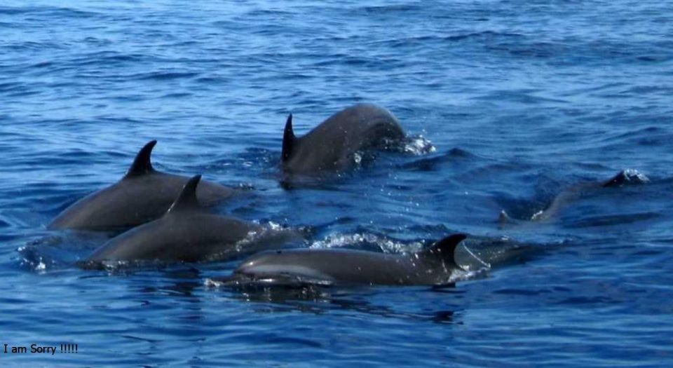 From Galle/Unawatuna: Whales & Dolphin Magic: Ocean Odyssey - Mirissa Harbor Excursions and Highlights