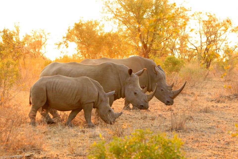 From Hoedspruit: Kruger National Park Full-Day Safari - Transportation Details