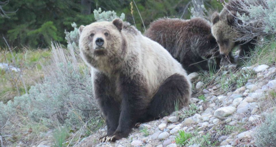 From Jackson: Yellowstone Day Tour Including Entrance Fee - Tour Highlights and Key Stops