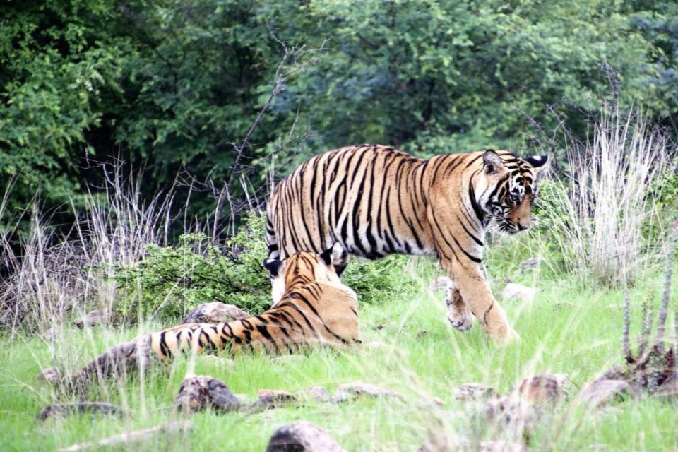 From Jaipur: Ranthambore Private Day Trip With Tiger Safari - Booking and Cancellation Policy