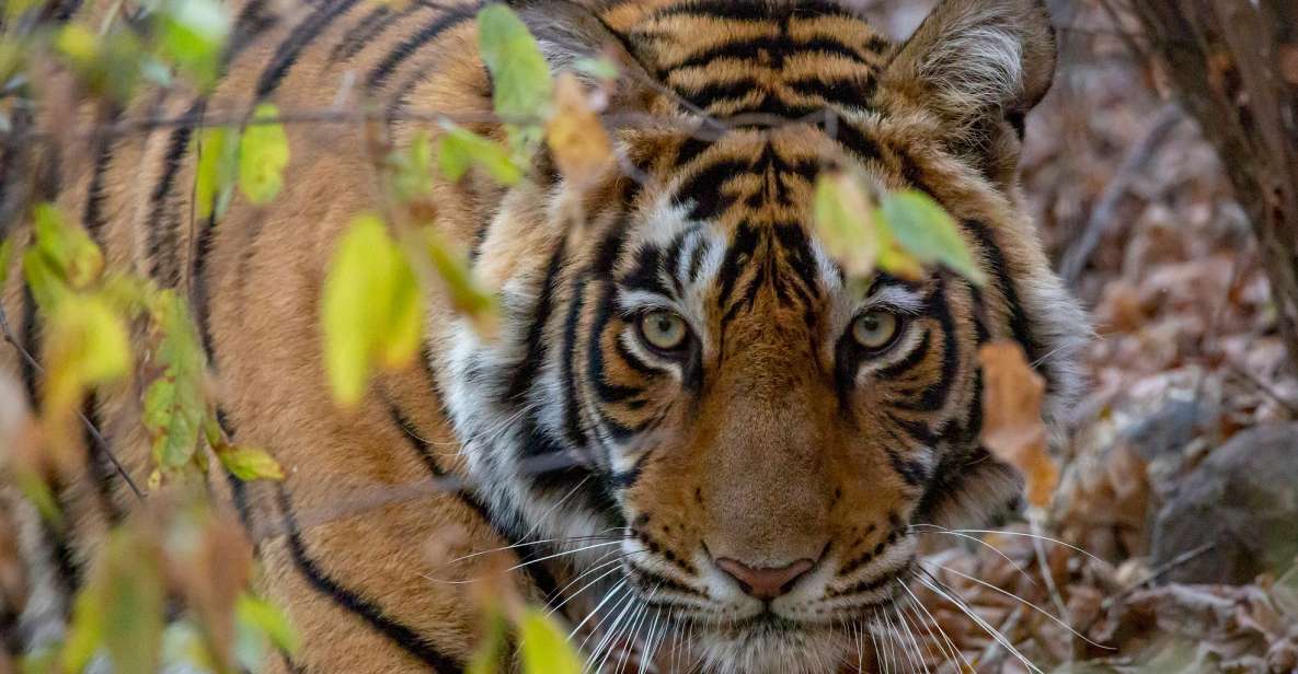 From Jaipur: Ranthambore Tiger Safari One Day Trip - Key Points