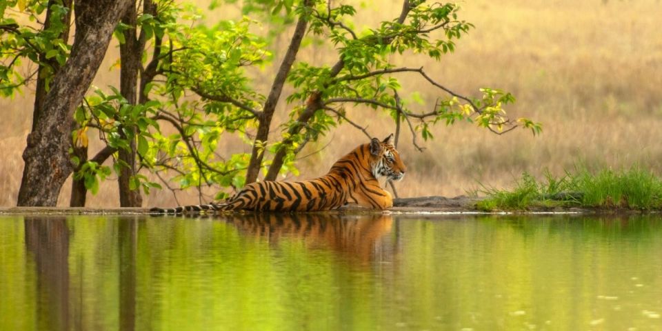 From Jaipur: Same Day Ranthambore Excursion - Highlights