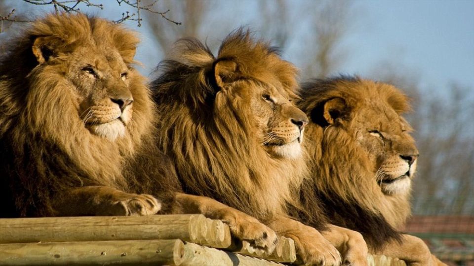 From Johannesburg: Lion & Safari Park Half-Day Tour - Safari Highlights and White Lion Encounter