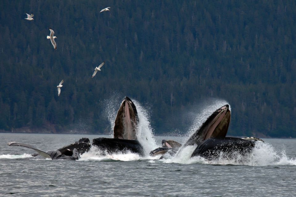 From Juneau: Whale Watching Cruise With Snacks - Booking and Logistics