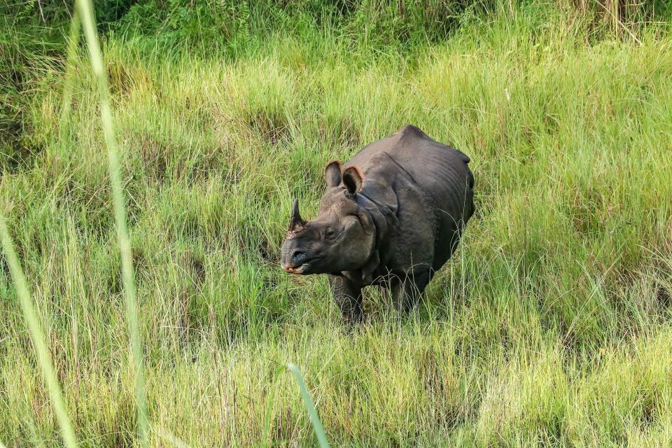 From Kathmandu or Pokhara: 3 Nights Chitwan Jungle Safari - Booking Information