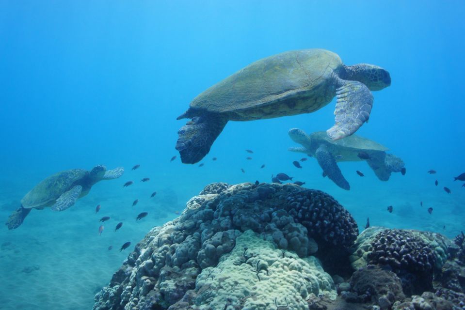 From Kihei: Molokini Snorkel With Whale Watching Adventure - Safety and Comfort