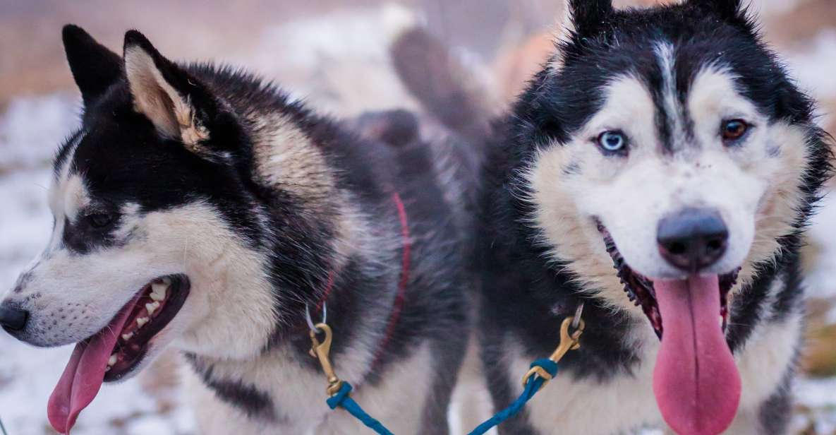 From Krakow: Dogsled Ride in Tatra Mountain - Full Description of the Experience