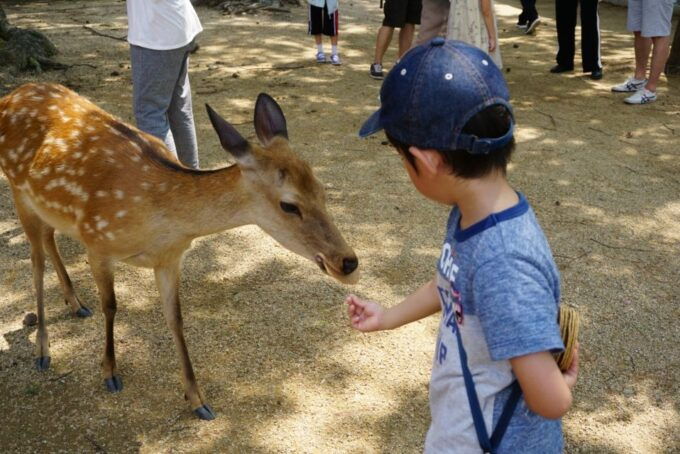 From Kyoto: Nara Guided Half Day Bus Tour - Inclusions