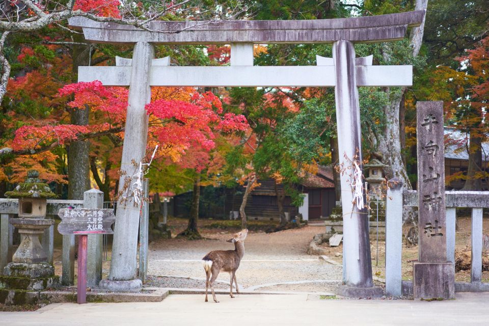 From Kyoto or Osaka: Private Walking Tour Through Nara - Tour Itinerary Details