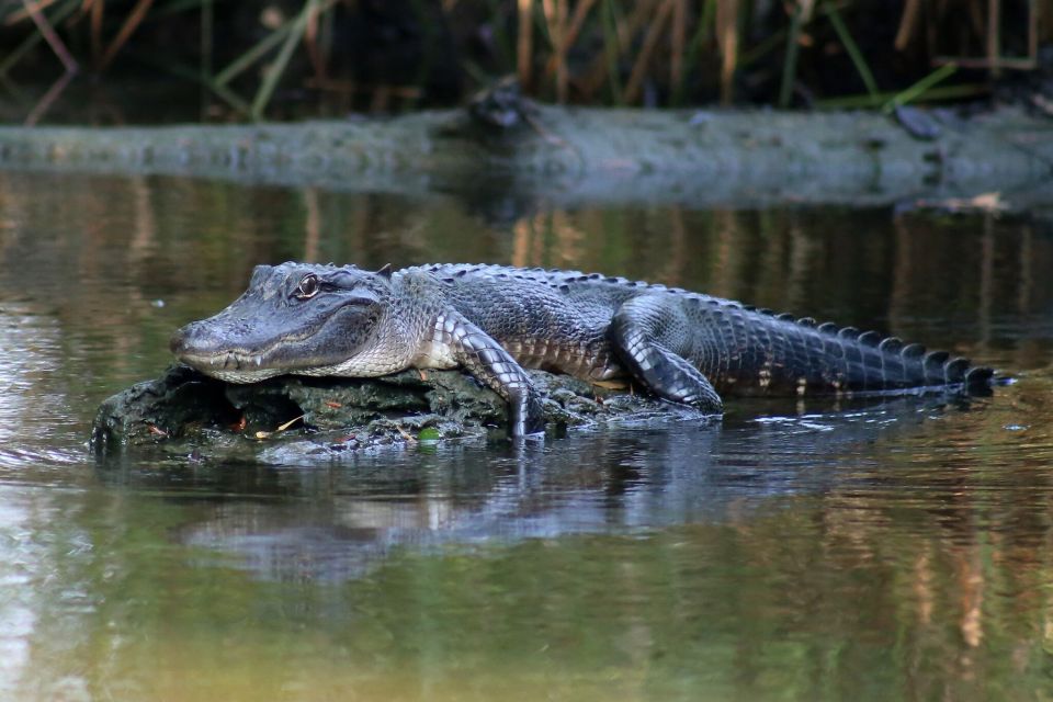 From Lafitte: Swamp Tours South of New Orleans by Airboat - Review Summary