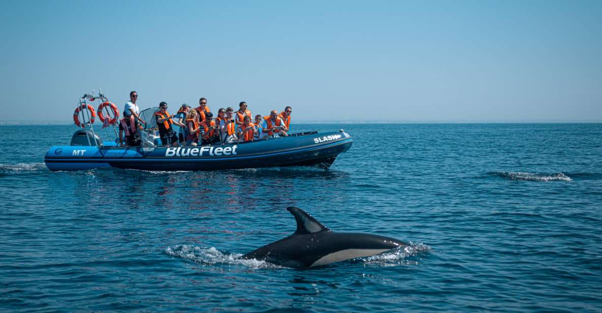 From Lagos: Dolphin Watching Boat Trip - Review Summary