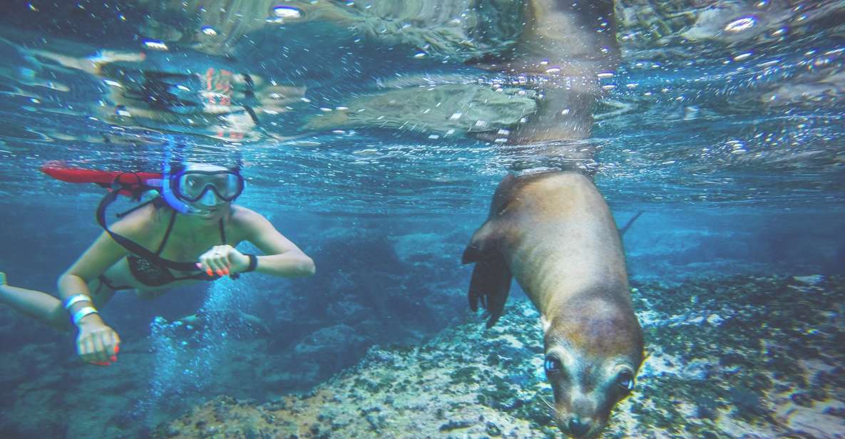 From Los Cabos: La Paz Snorkel and Sea Lion Adventure - Customer Reviews