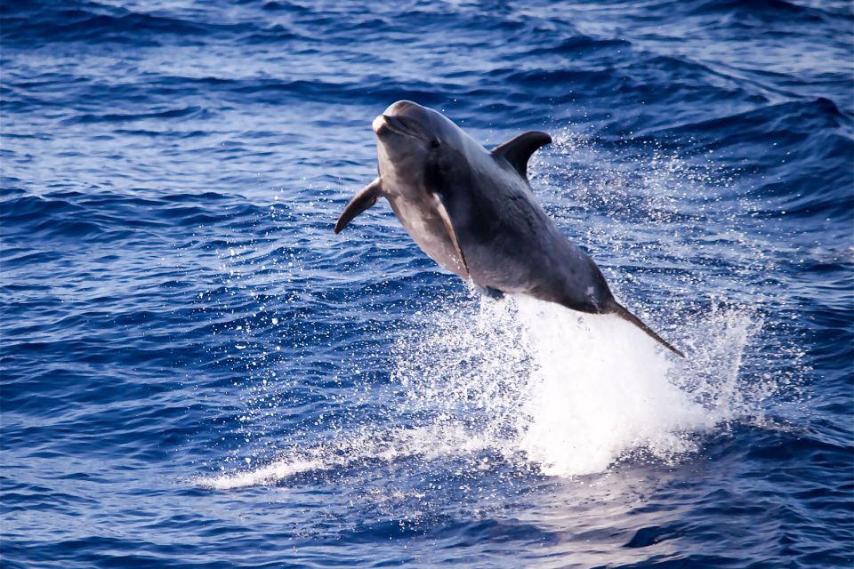From Ma'alaea Harbor: Lana'i Snorkel and Dolphin Adventure - Customer Reviews