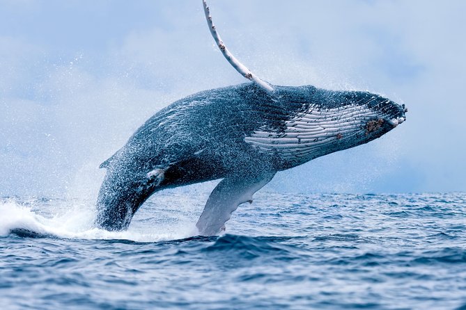 From Maalaea Harbor: Whale Watching Tours Aboard the Quicksilver - Customer Experience