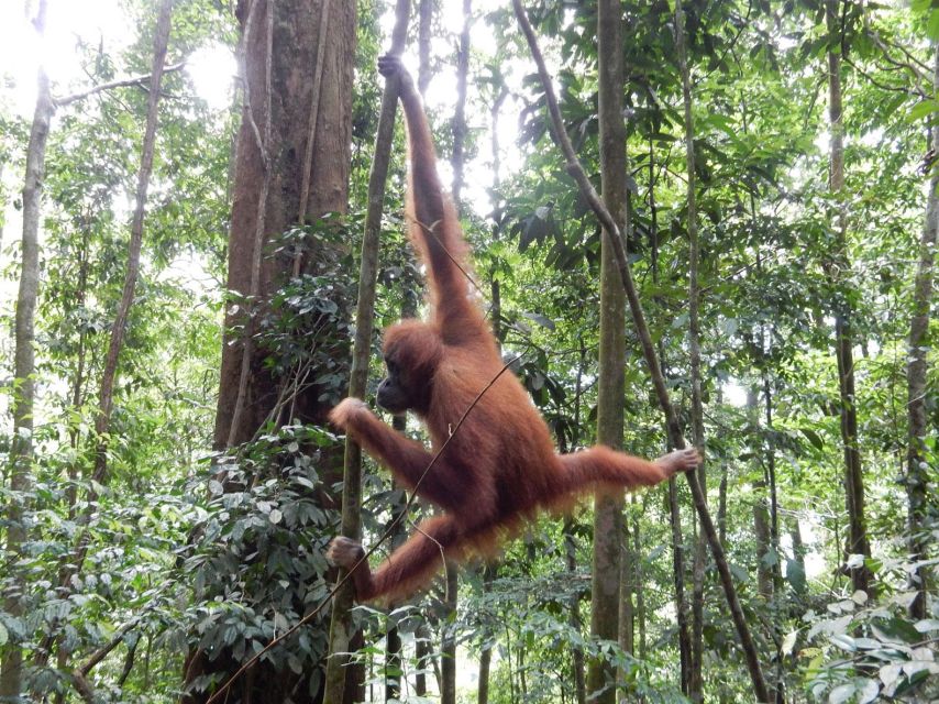 From Medan: 4 Day Tour to Bukit Lawang Incl. Jungle Trek - Jungle Trek Experience