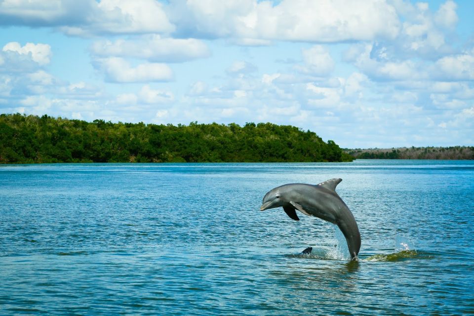 From Miami: Everglades Tour W/ Wet Walk, Boat Trips, & Lunch - Tour Highlights