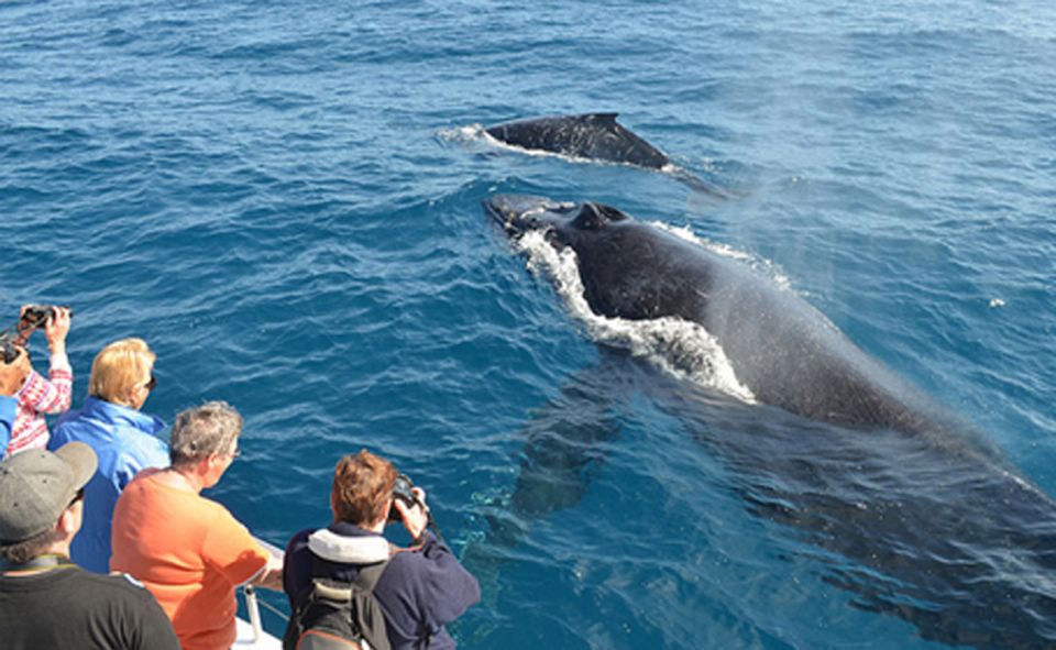 From Mirissa: Private Whale Watching Tour With Sunset - Highlights