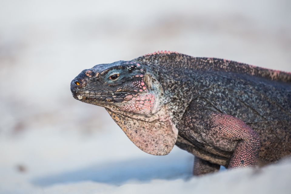 From Nassau: Exuma Swimming Pigs, Sharks and More - Duration and Group Size