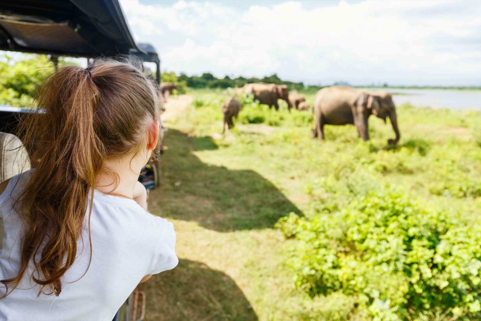 From Negombo: Minneriya National Park Safari Tour - Transportation