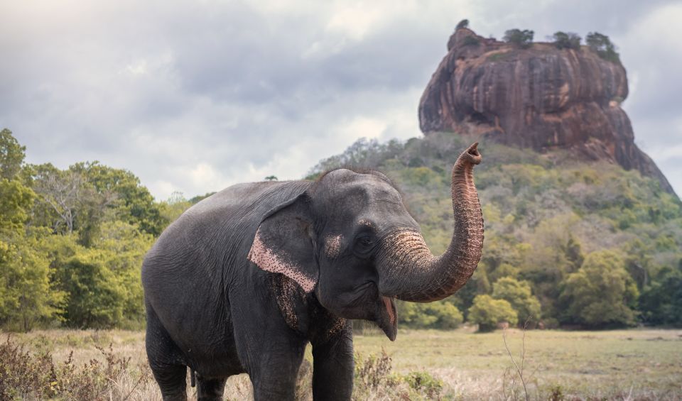 From Negombo: Sigiriya and Dambulla Day Trip - Review Summary