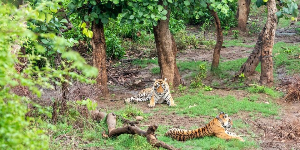 From New Delhi: 3-Day Sariska Tiger Reserve Private Tour - Experience Highlights
