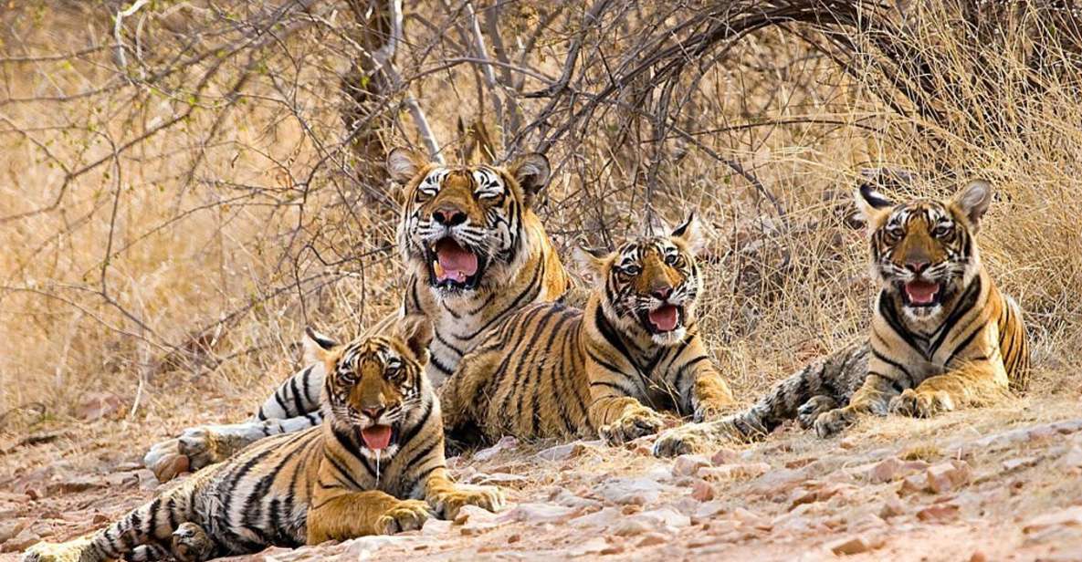 From New Delhi: 5-Day Golden Triangle Trip With Ranthambore - Booking Information