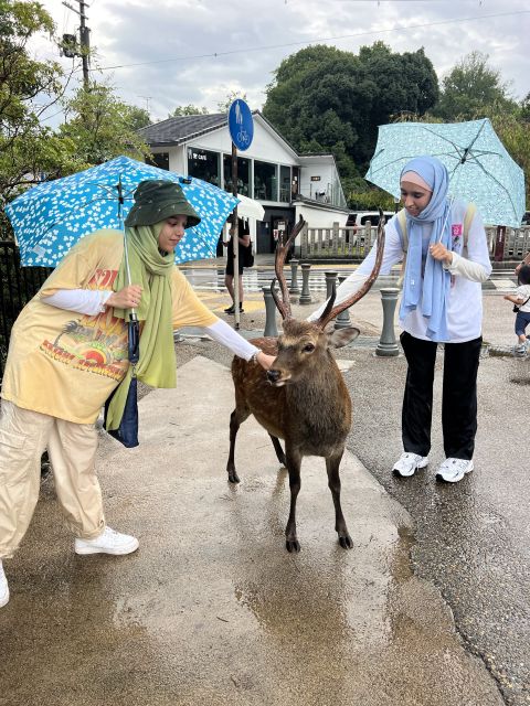 From Osaka/Kyoto: Kyoto & Nara Bus Tour W/ Kinkakuji Ticket - Interaction With Deer at Nara Park