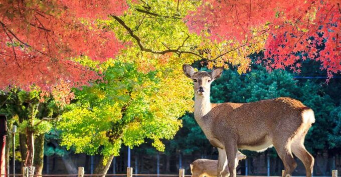 From Osaka: Nara Customizable Private Day Tour - Tour Highlights