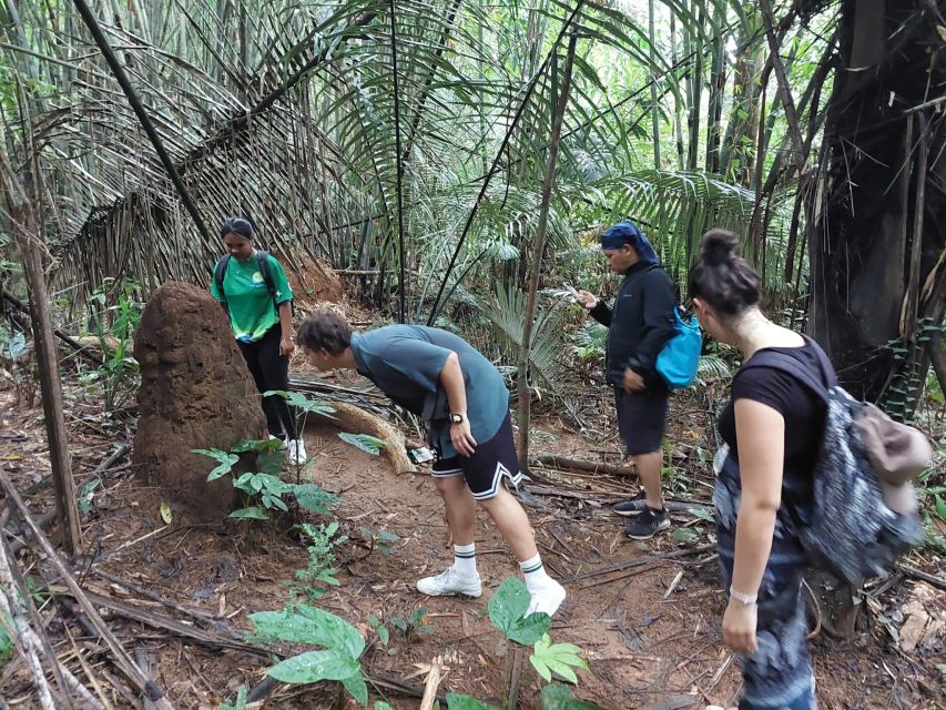 From Phuket: Guided Rainforest Hike With Lunch - Review Summary