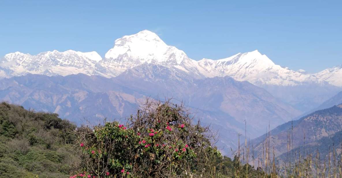 From Pokhara: 4-Day Annapurna and Poon Hill Himalayan Trek - Itinerary Details