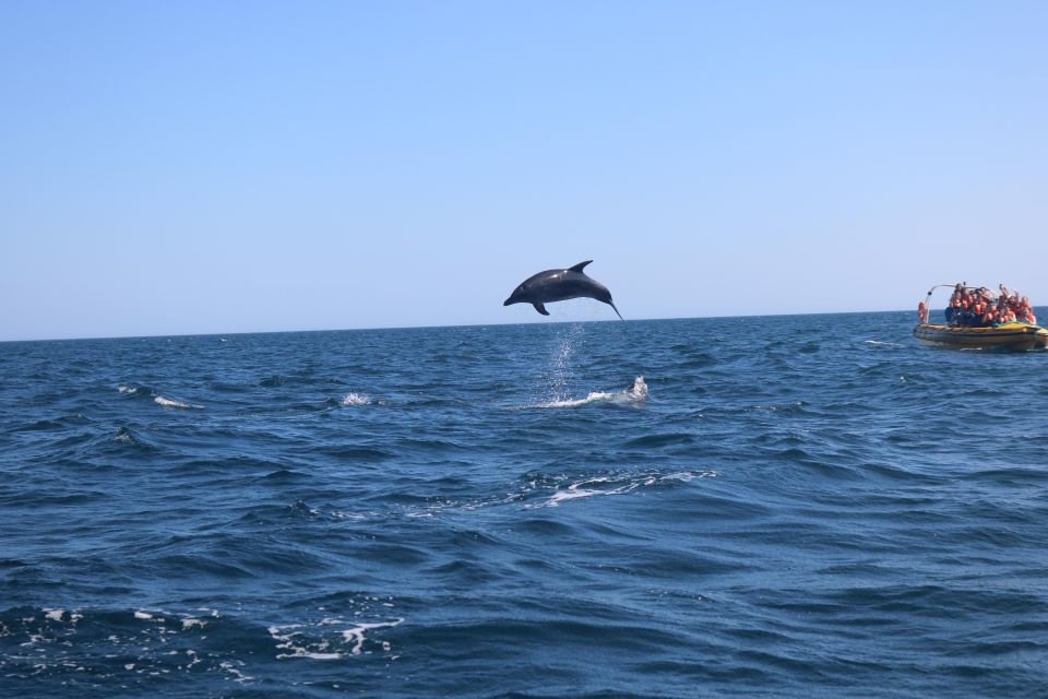 From Portimão:Dolphin Watch & Lagos Coastline With Biologist - Logistics and Safety Measures
