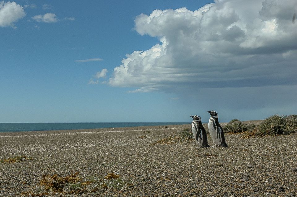 From Puerto Madryn: Penguin Tour & Península Valdés Day Trip - Experience Highlights & Activities
