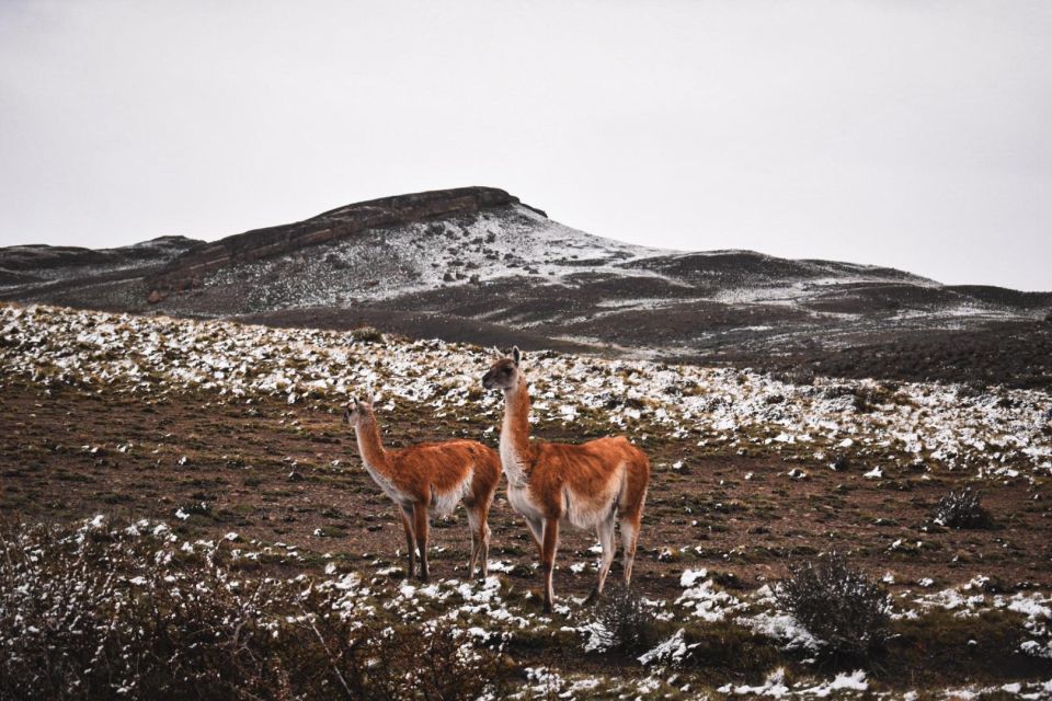 From Puerto Natales: Torres Del Paine Tour With Transfer - Inclusions