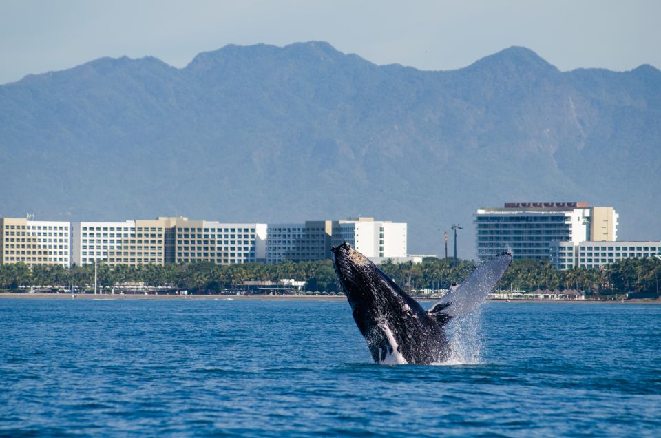 From Puerto Vallarta/Nuevo Vallarta: Whale Watching Cruise - Customer Reviews
