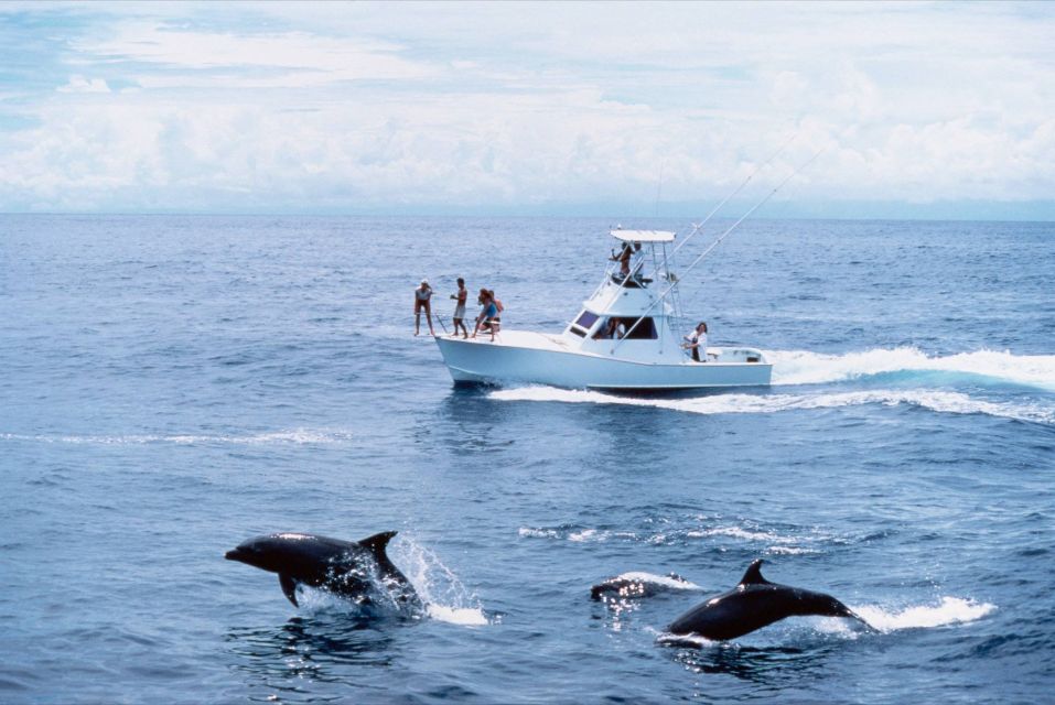 From Punta Cana: Full-Day Whale Watching - Other Whale Watching Options