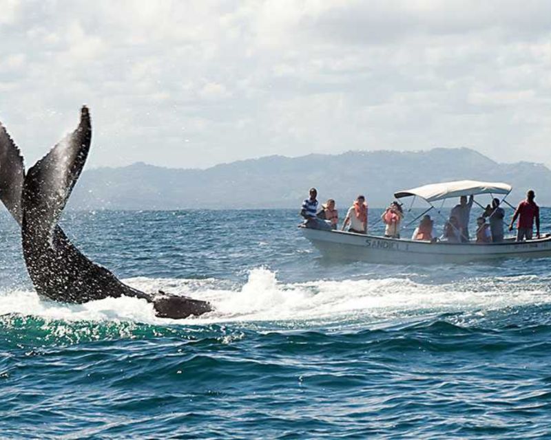 From Punta Cana: Samana Cayo Levantado / Whales - Customer Feedback