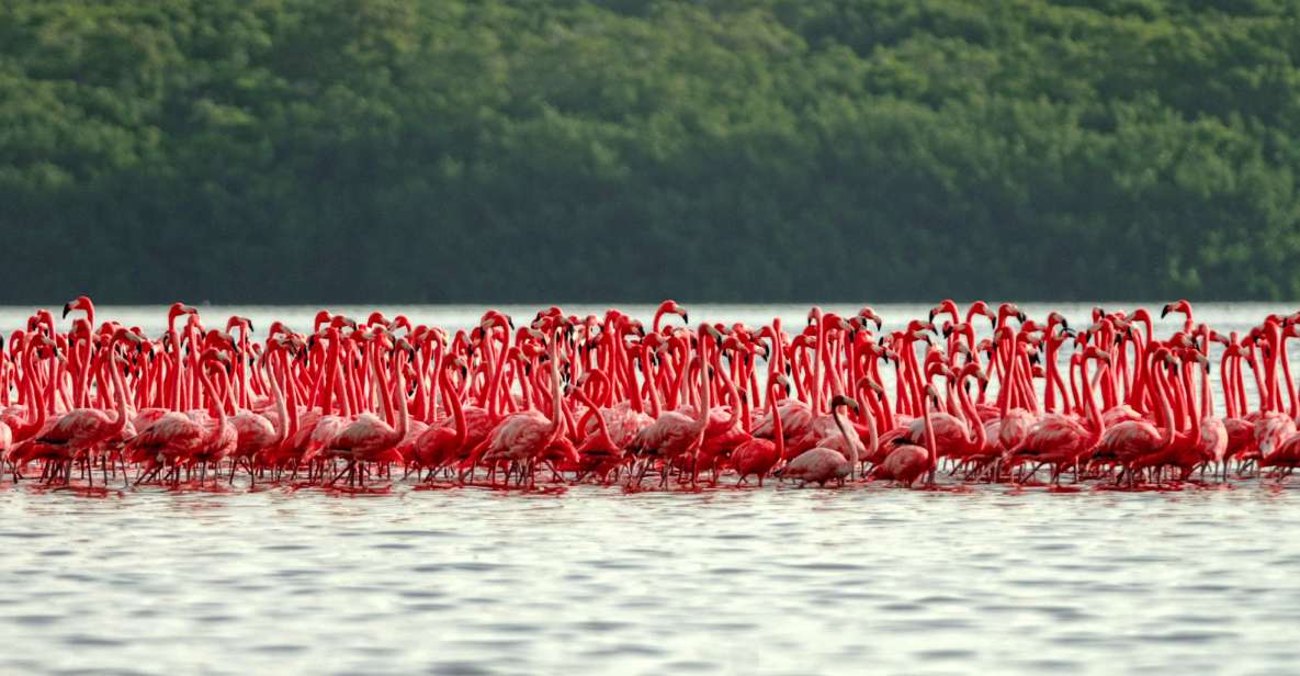 From Riviera Maya: Las Coloradas Y Rio Lagartos Tour - Tour Inclusions