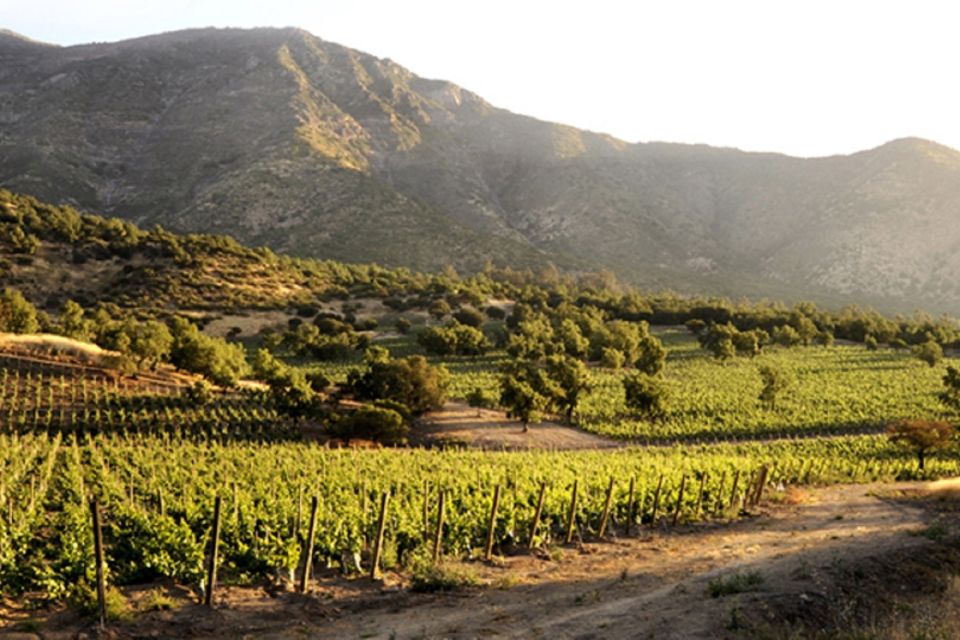 From Santiago: Maipo Valley Wine Tour - Ratings & Reviews