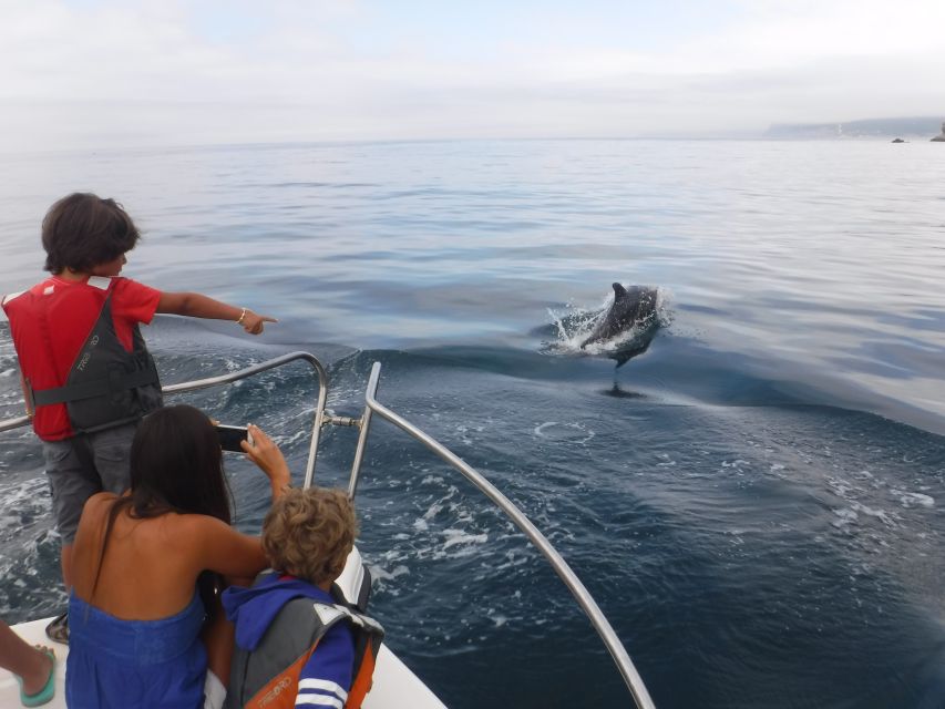 From Sesimbra: Arrábida Dolphin Watching Boat Tour - Participant Selection and Logistics
