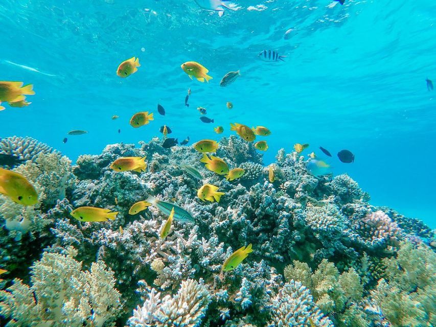 From Sharm: White Island and Ras Mohamed Snorkeling Trip - Customer Reviews