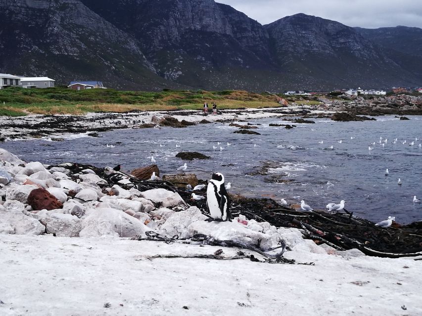 From Stellenbosch: Hermanus Whale Route Tour - Stops at Nature Reserves