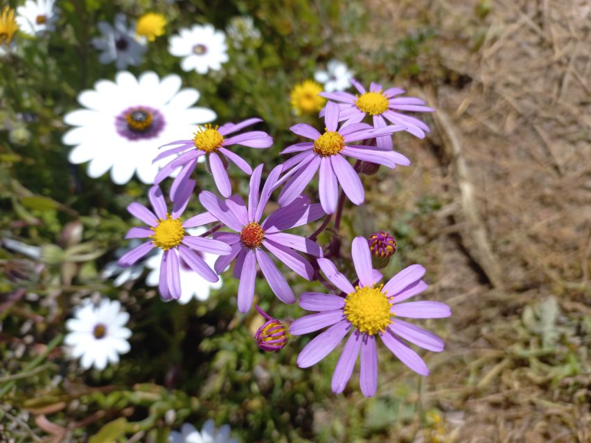 From Stellenbosch: Wildflower West Coast Guided Private Tour - Tour Description