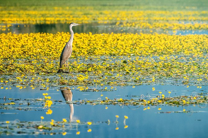 From Thessaloniki: Day Trip to Kerkini Lake - Tour Overview and Details