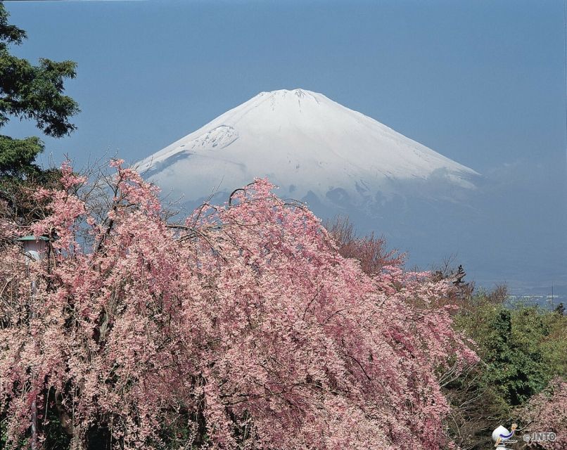 From Tokyo: 1 Day (SIC) Mount Fuji Gotemba Premium Outlet - Participant and Date Information