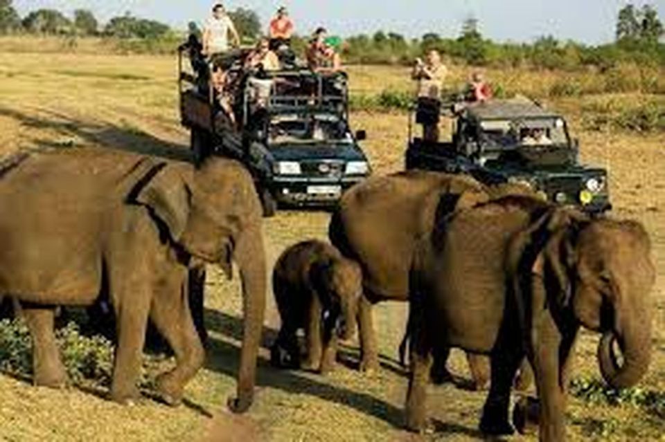 From Udawalawe :-National Park Thrilling Half-Day Safari - Safari Highlights and Wildlife Encounters