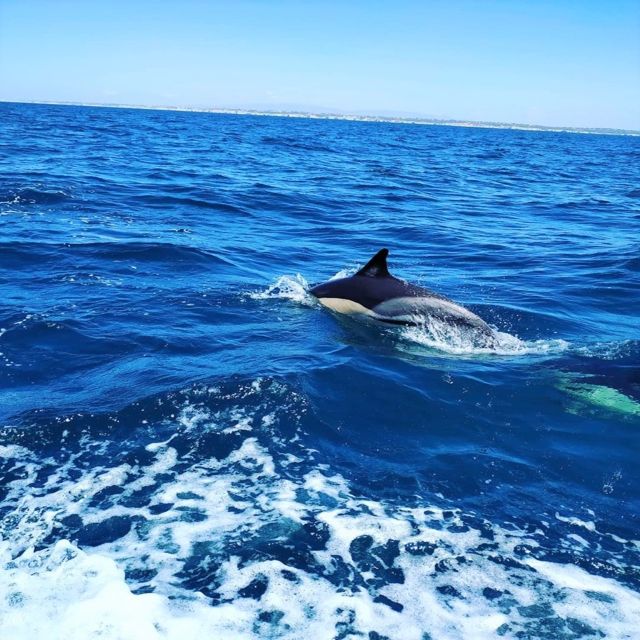 From Vilamoura: 2.5-Hour Benagil Cave and Dolphins Boat Tour - Tour Experience