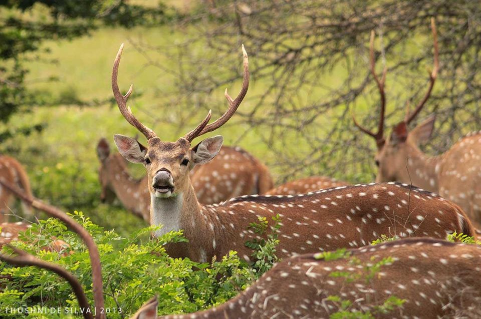 From Yala :- Yala National Park Thrilling Half-Day Safari - Wildlife Encounters