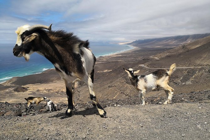 Fuerteventura: Cofete Beach and "Villa Winter" VIP Tour - Additional Resources