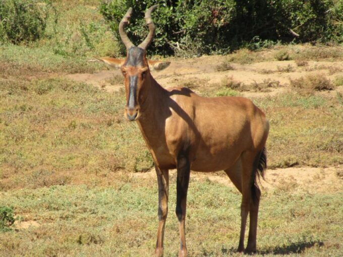 Full Day Addo Elephant National Park Safari - Activity Highlights