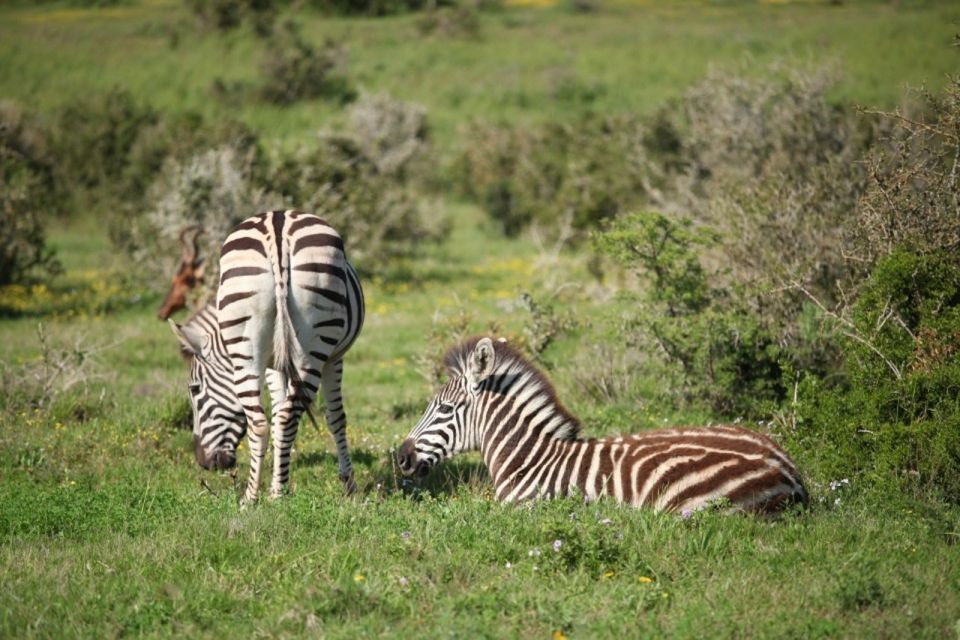 Full-Day All Inclusive Safari With Traditional Braai Lunch - Review Ratings